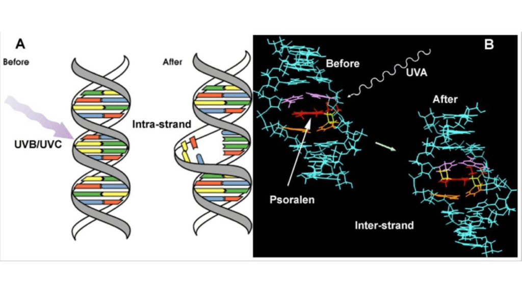 Close-up of Comparison of DNA damage produced by UVb or UVC and DNA damage produced by psoralens and UVA chart