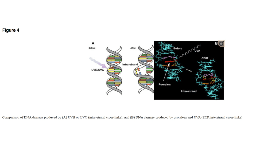 Comparison of DNA damage produced by UVb or UVC and DNA damage produced by psoralens and UVA chart